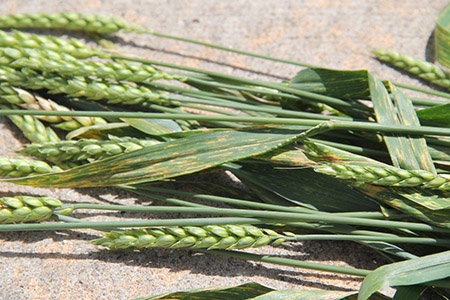 Stripe Rust