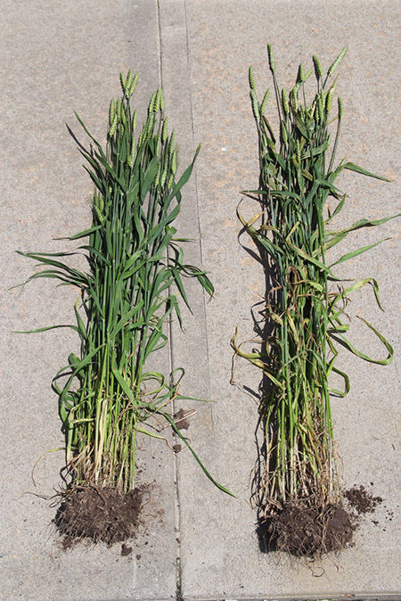 Wheat Comparison